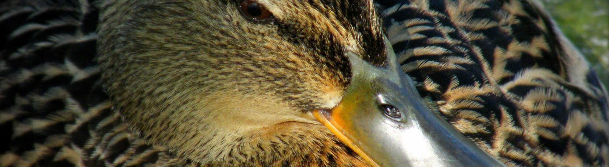 La Reserva de Aves Acuáticas de Wexford