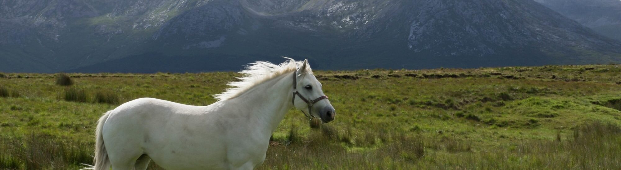El caballo del Connemara