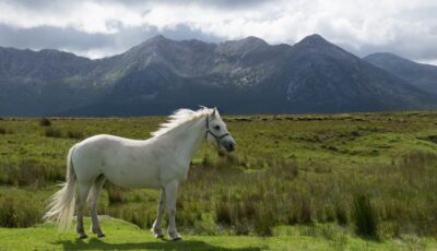 El caballo del Connemara