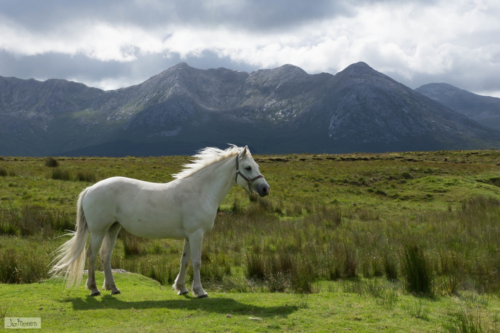 Un cheval du Connemara - janmennens - cc