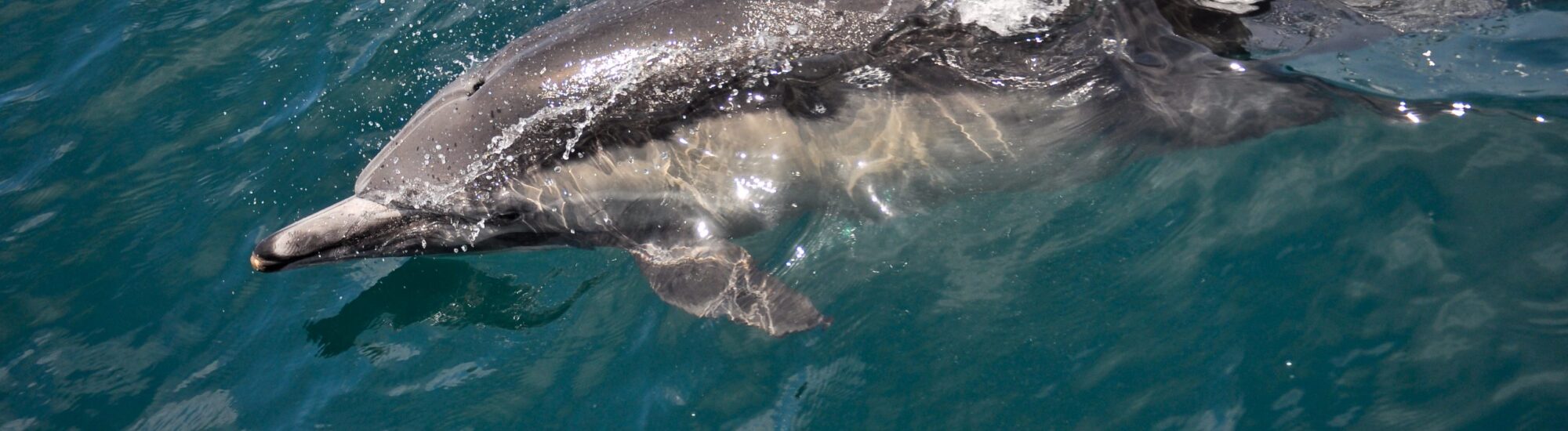 Avistamiento de Delfines en Carrigaholt