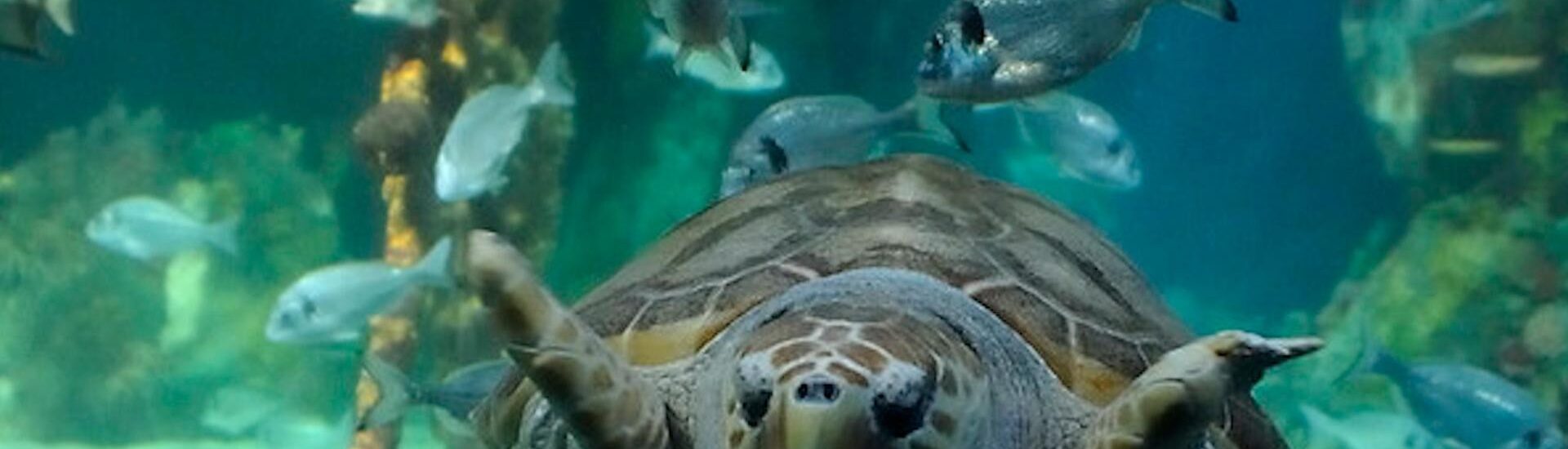 El Acuario Dingle OceanWorld