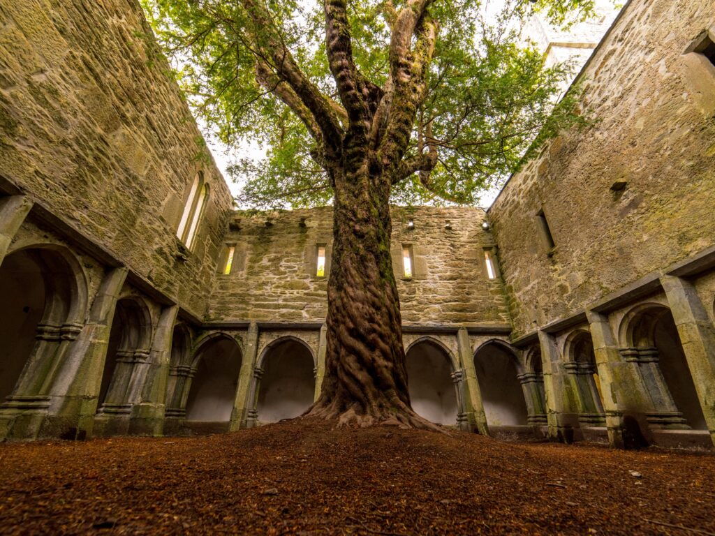 La Muckross Abbey et son arbre incroyable - Luca Genero - Shutterstock