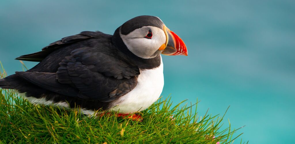 Observación de aves en Irlanda: los lugares más bonitos y cómo prepararse