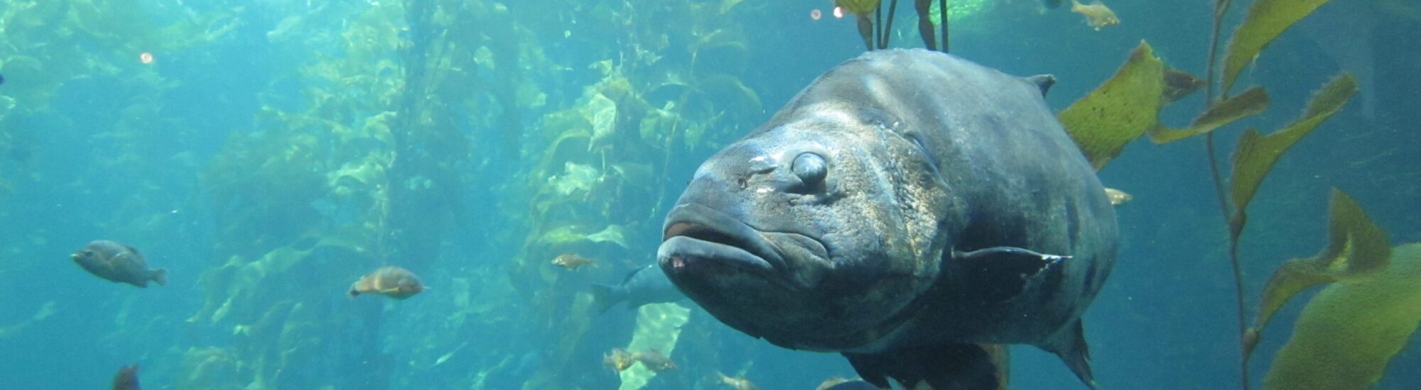 La Pesca de la Lubina en Irlanda