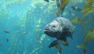 La Pesca de la Lubina en Irlanda