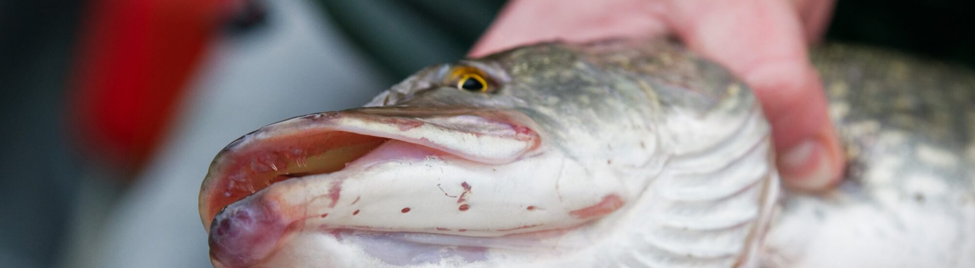 La pesca del lucio en Irlanda