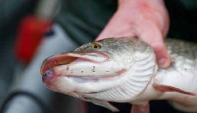 La pesca del lucio en Irlanda