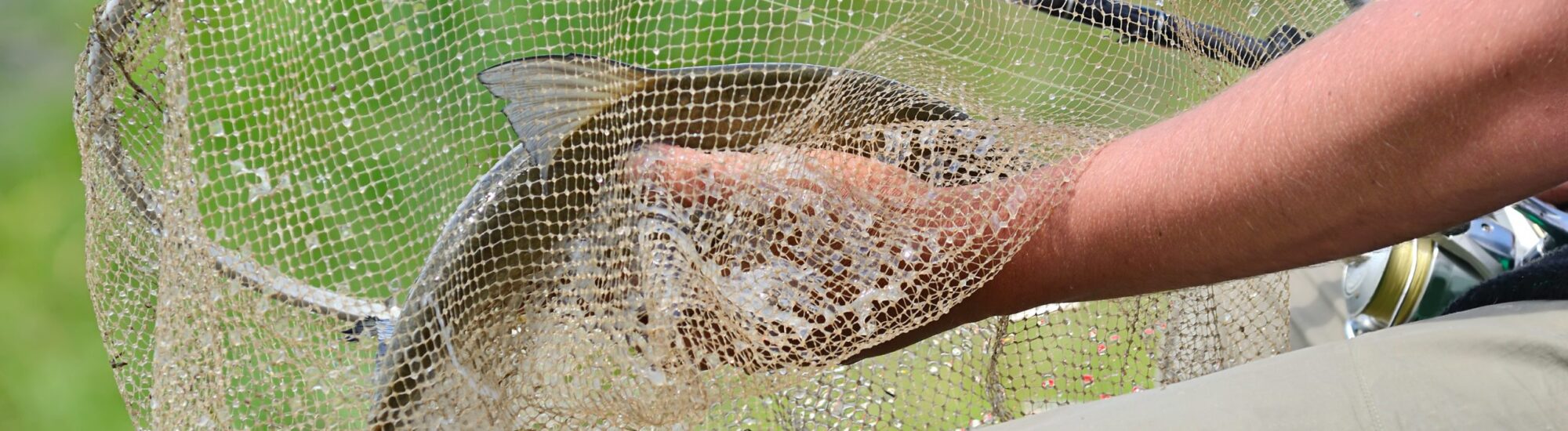 La reglamentación de la pesca en Irlanda