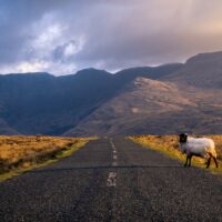 Un mouton sur une route dans le Connemara en Irlande - © Roberto Medeiros