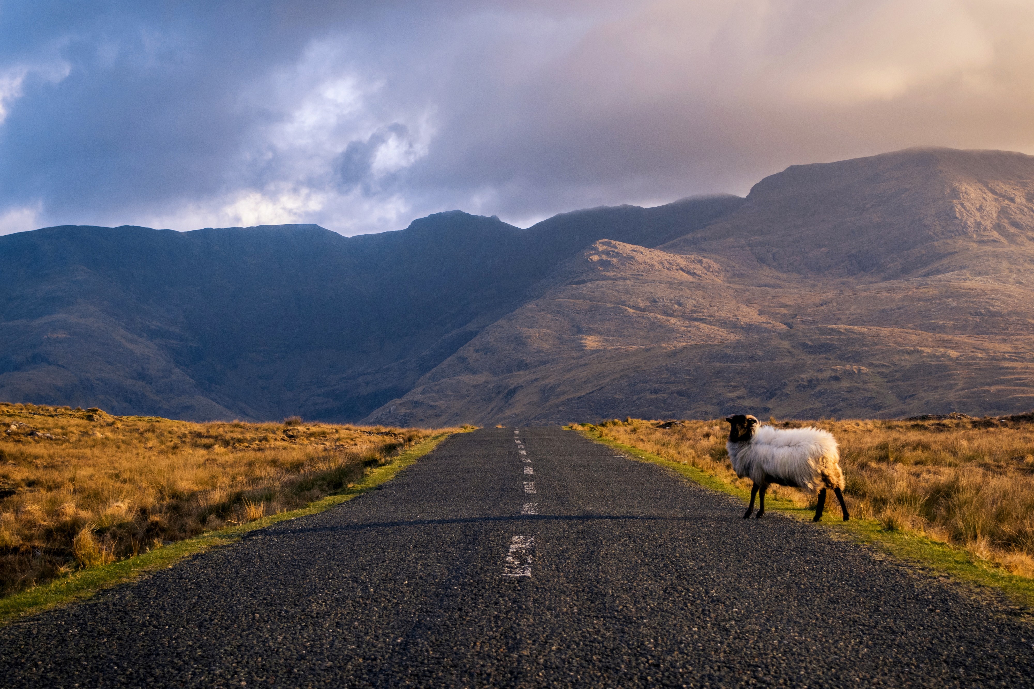 Un mouton sur une route dans le Connemara en Irlande - © Roberto Medeiros