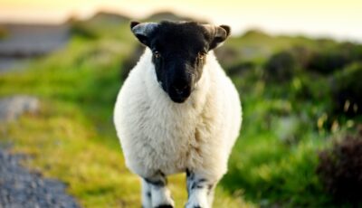 Pura lana irlandesa 1 Una oveja en Irlanda - © MNStudio