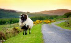 Una oveja en Irlanda - © MNStudio