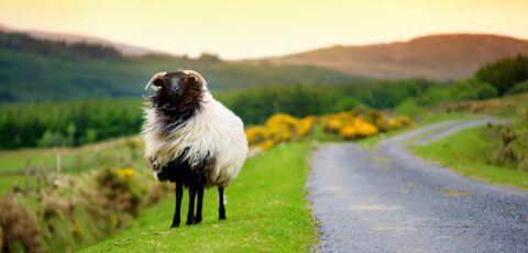 Una oveja en Irlanda - © MNStudio