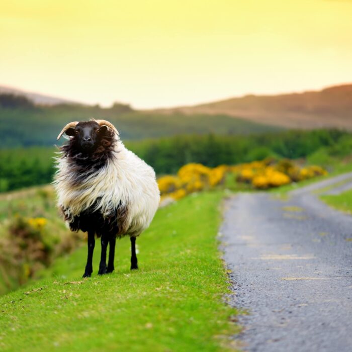 Una oveja en Irlanda - © MNStudio