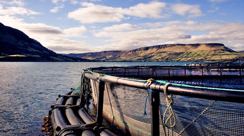 Salmón Orgánico Glenarm