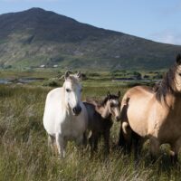 Condado de Kildare