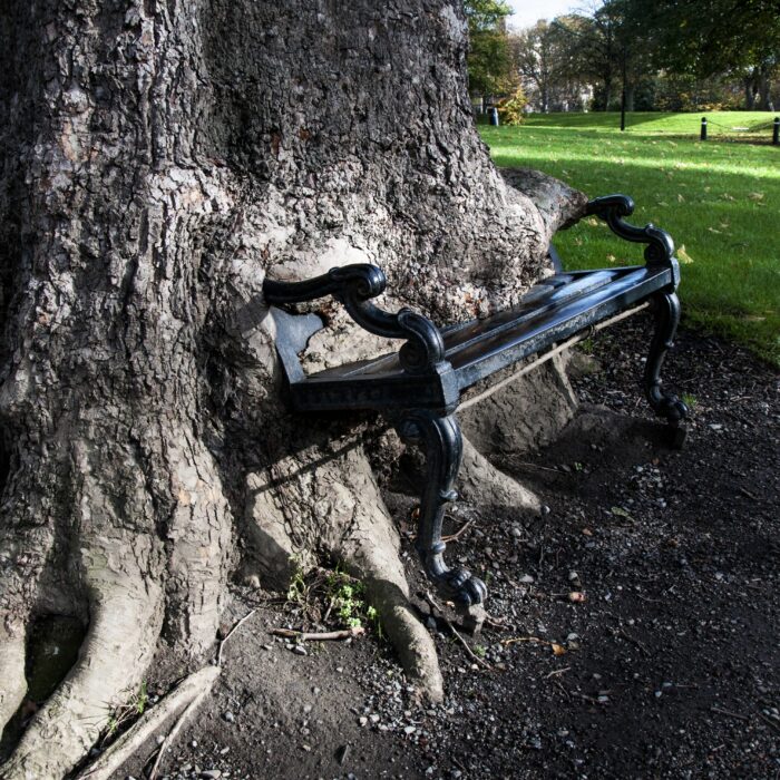 El árbol hambriento - © yuplex