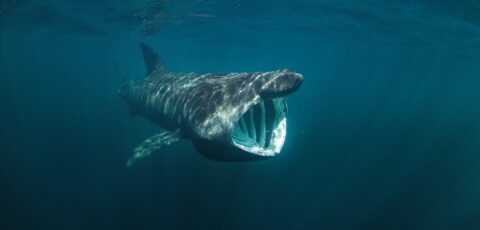 Tiburón peregrino - © prochym