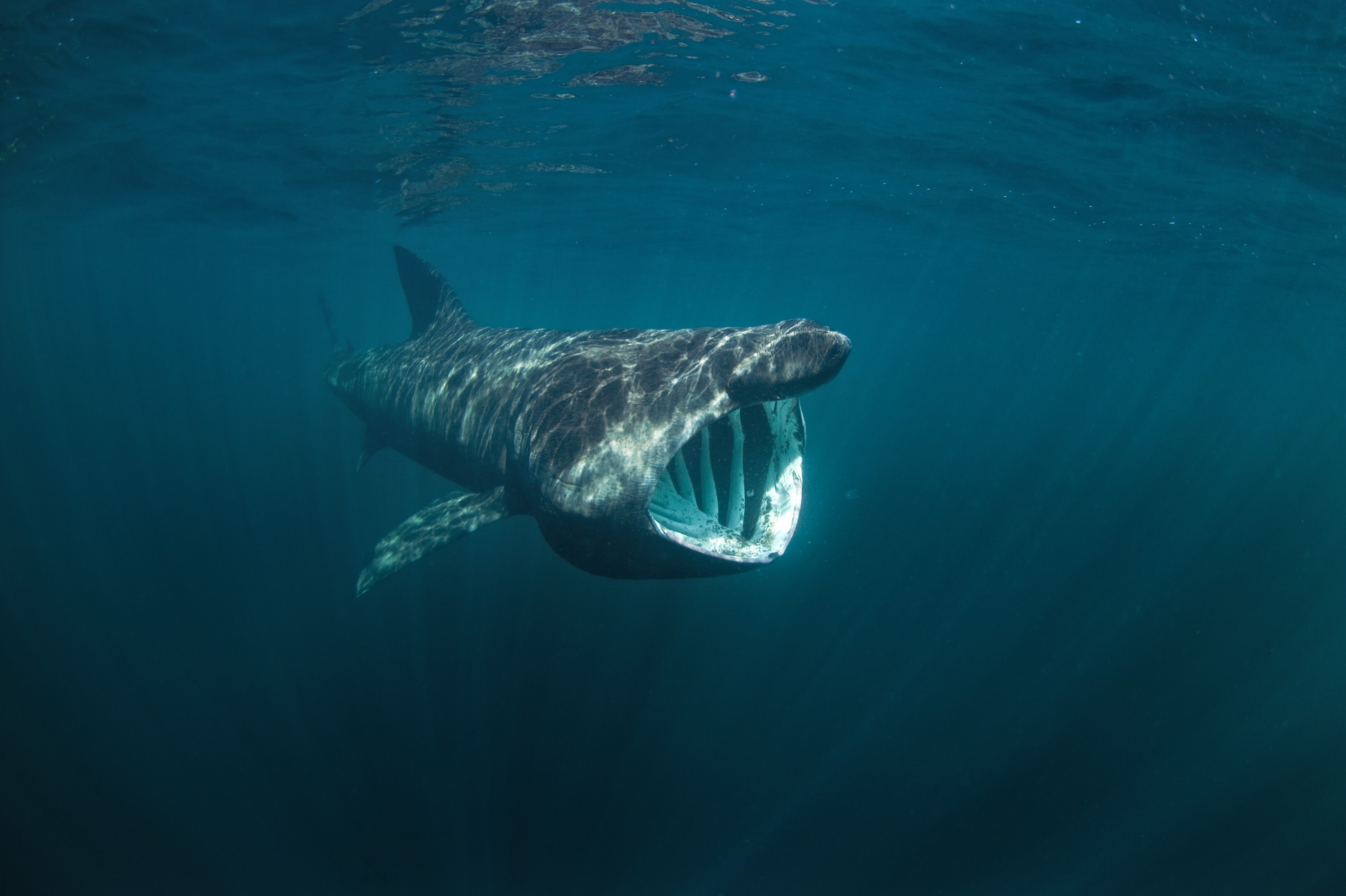 Tiburón peregrino - © prochym  
