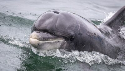 Fungie le dauphin de Dingle - Superbass - cc