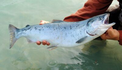 Ballina salmon festival