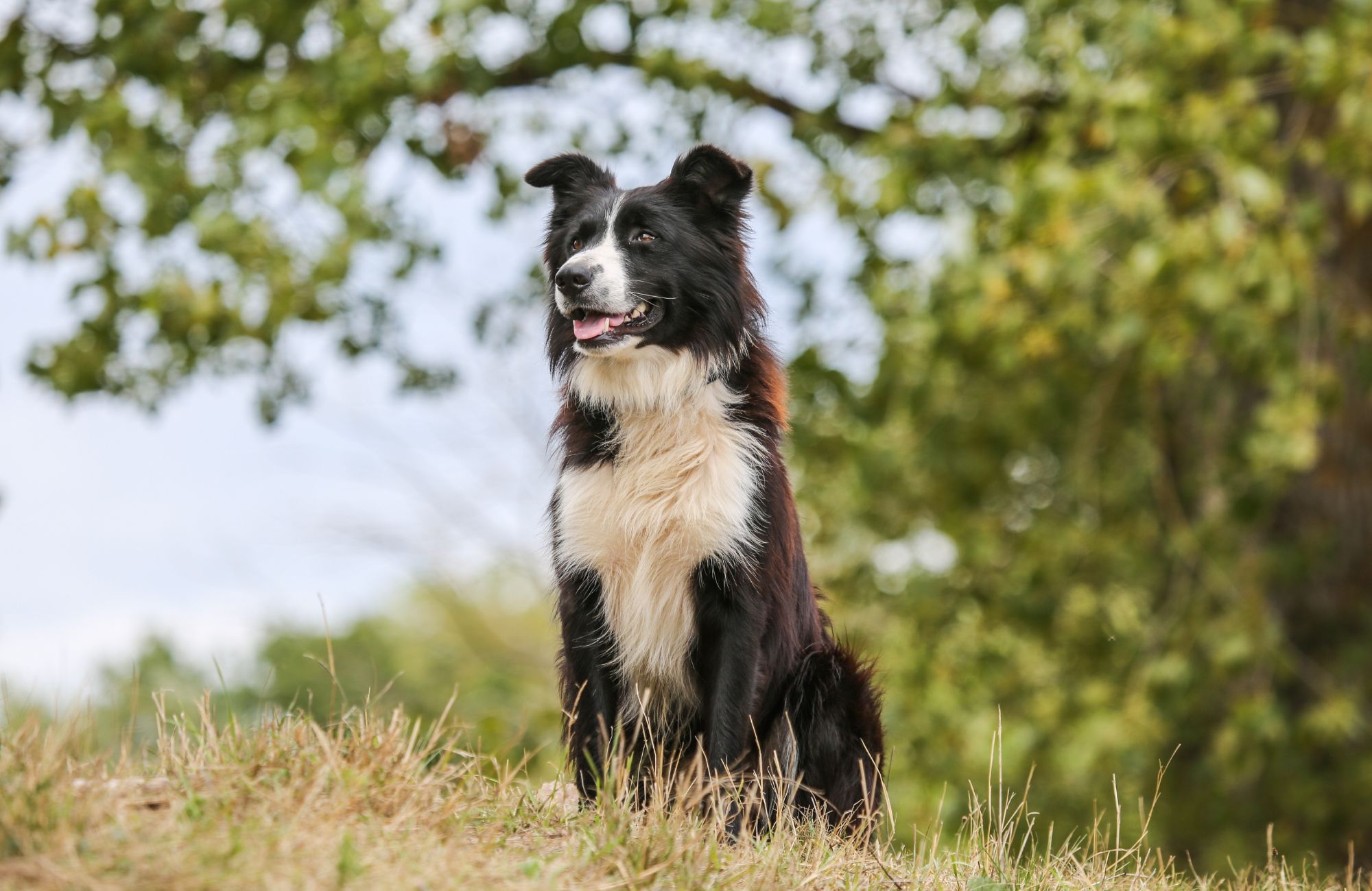 ¿Cómo viajar a Irlanda con tu perro?
