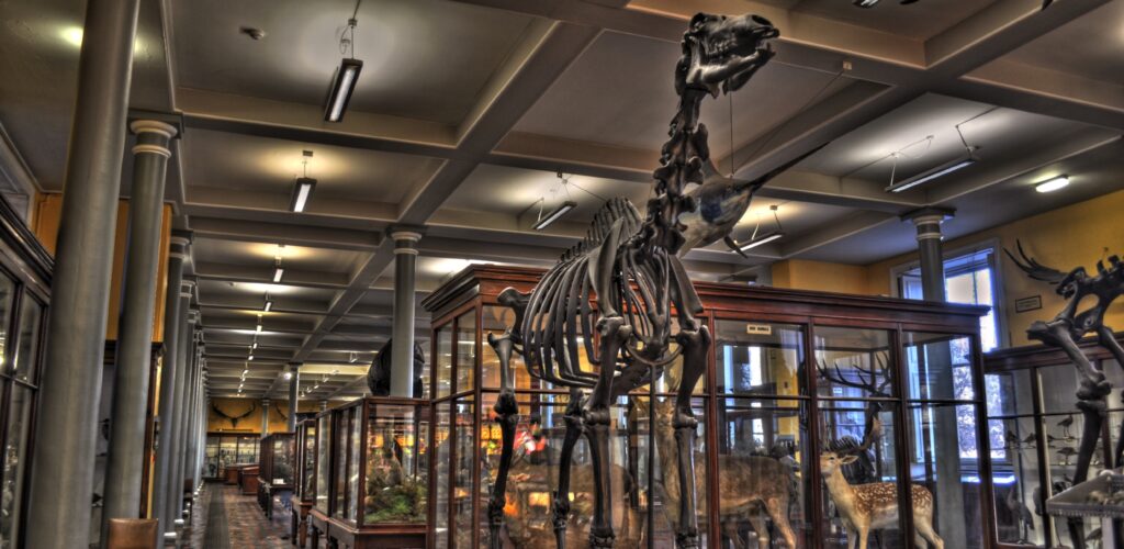 El Museo de Historia Natural de Dublín - Miguel Mendez - cc