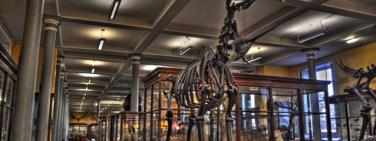 El Museo de Historia Natural de Dublín - Miguel Mendez - cc