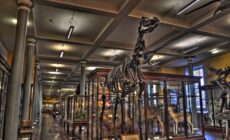 El Museo de Historia Natural de Dublín - Miguel Mendez - cc