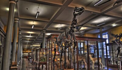 El Museo de Historia Natural de Dublín - Miguel Mendez - cc