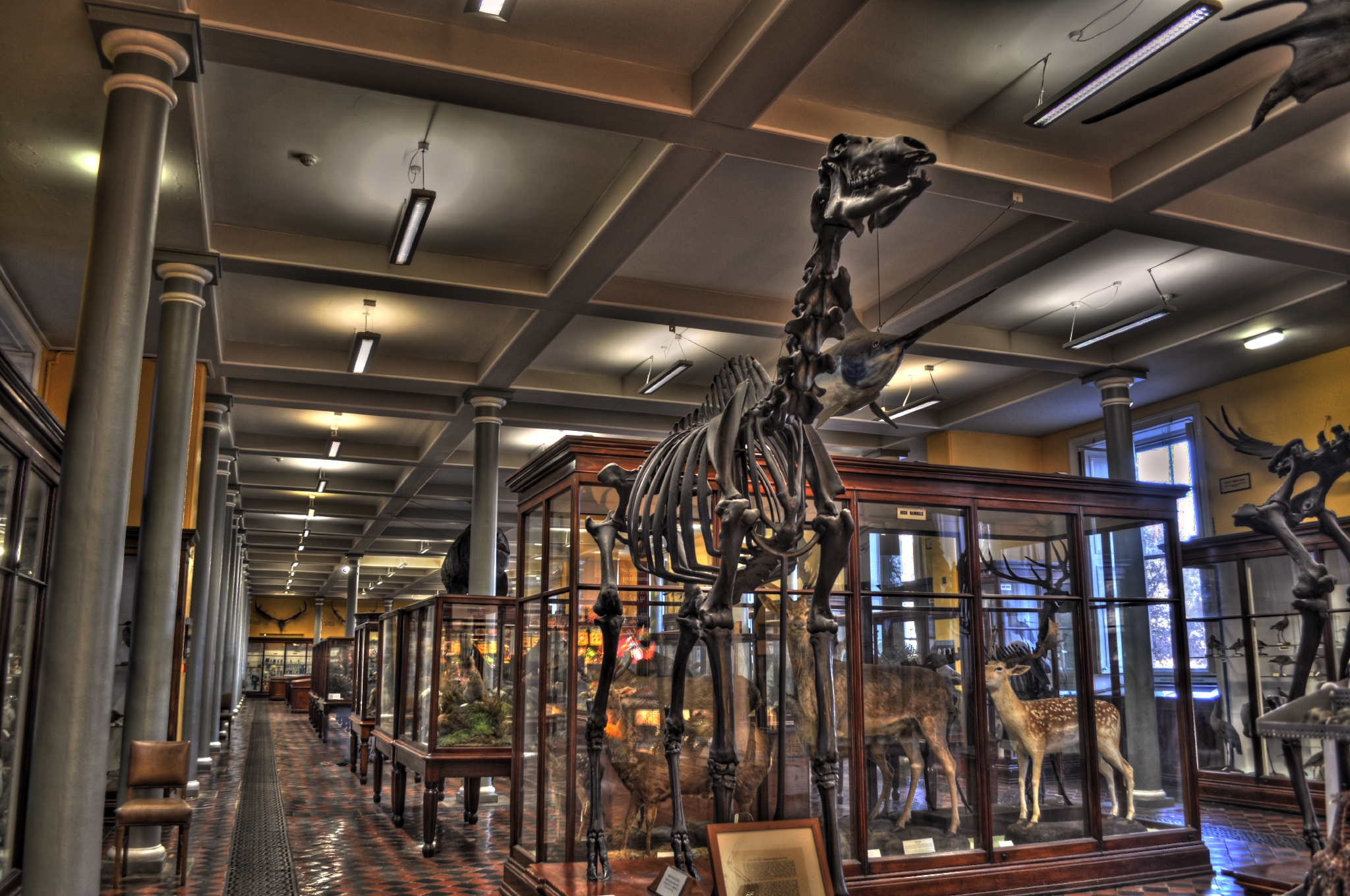 El Museo de Historia Natural de Dublín - Miguel Mendez - cc