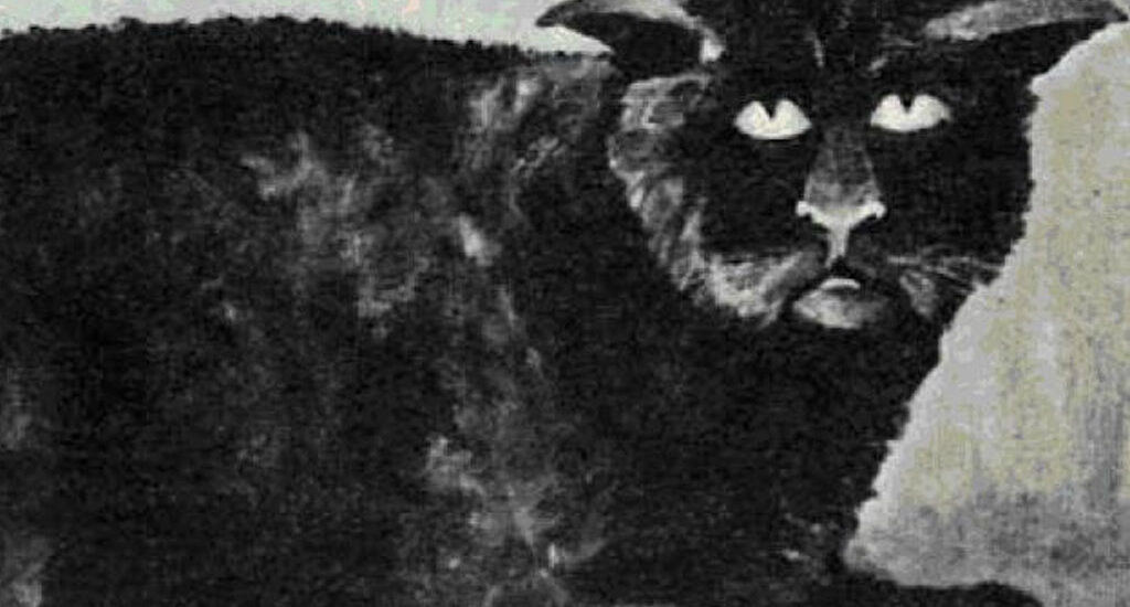 El gato de Killakee House