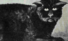 El gato de Killakee House