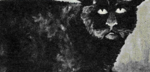 El gato de Killakee House