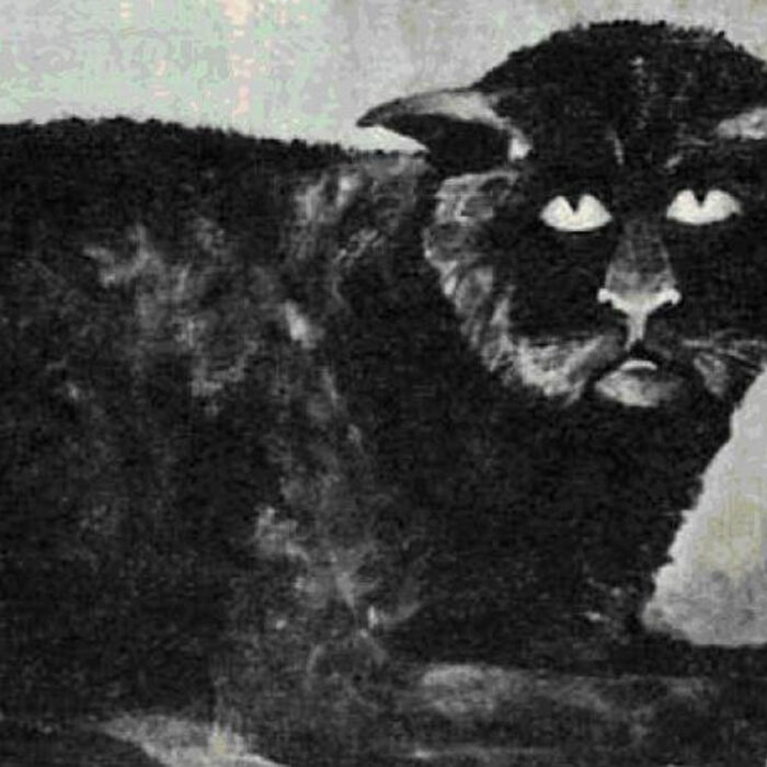 El gato de Killakee House