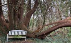 Sonas Mount Trenchard