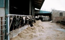 The Calf House