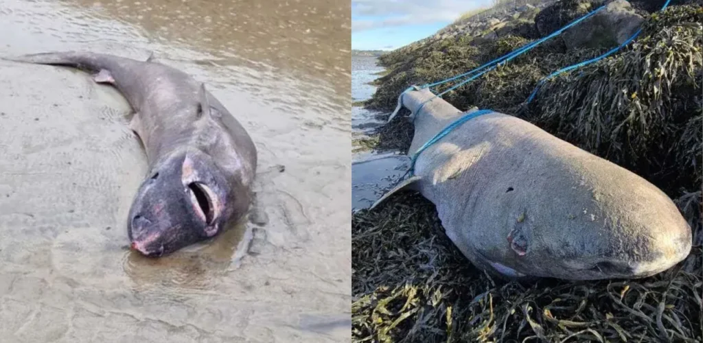 Un tiburón nacido en el siglo XIX descubierto en una playa de Irlanda