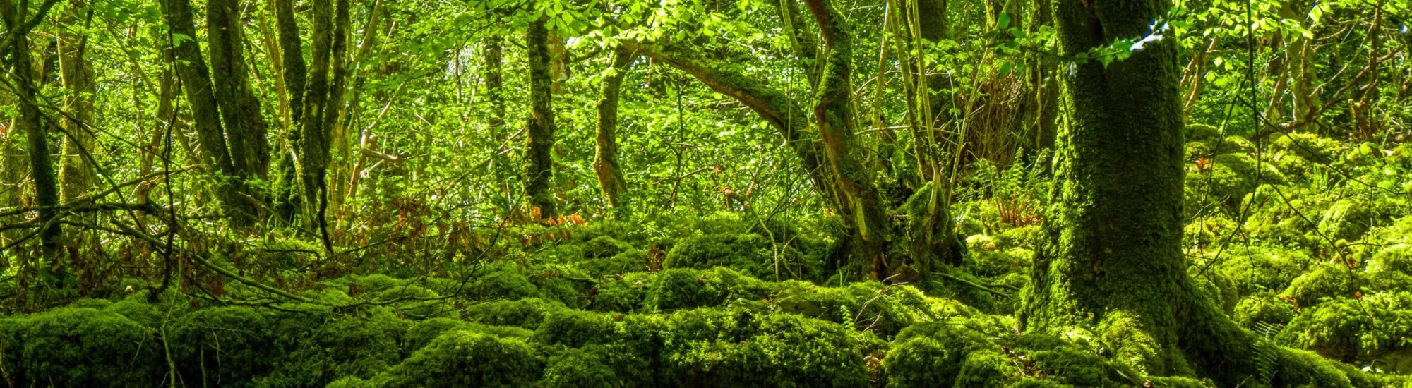 La ruta natural de Mossy Woods