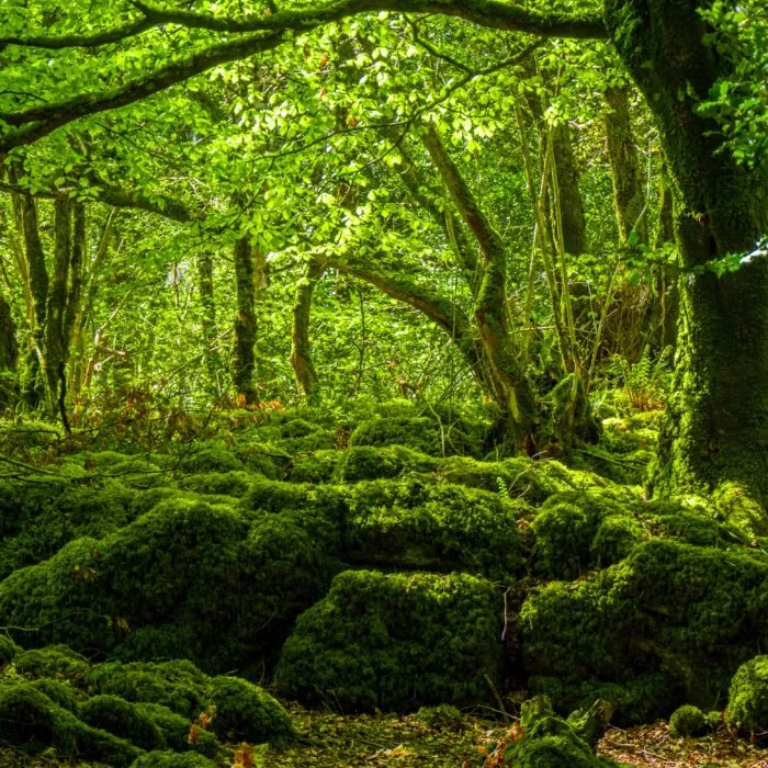 La Mossy Woods - © 4kclips