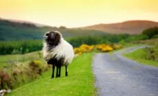 Una oveja en Irlanda - © MNStudio