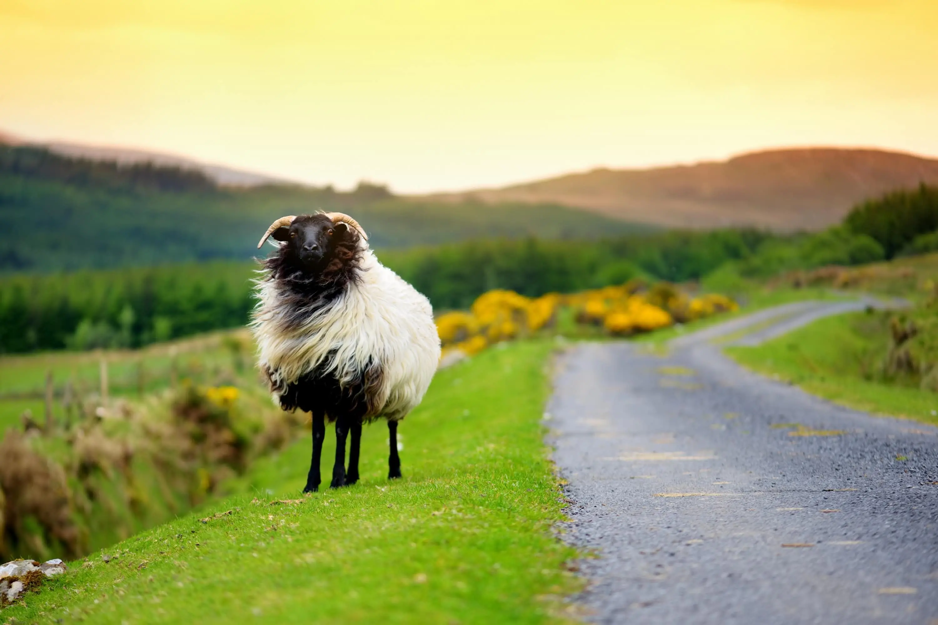 Ovejas en Irlanda