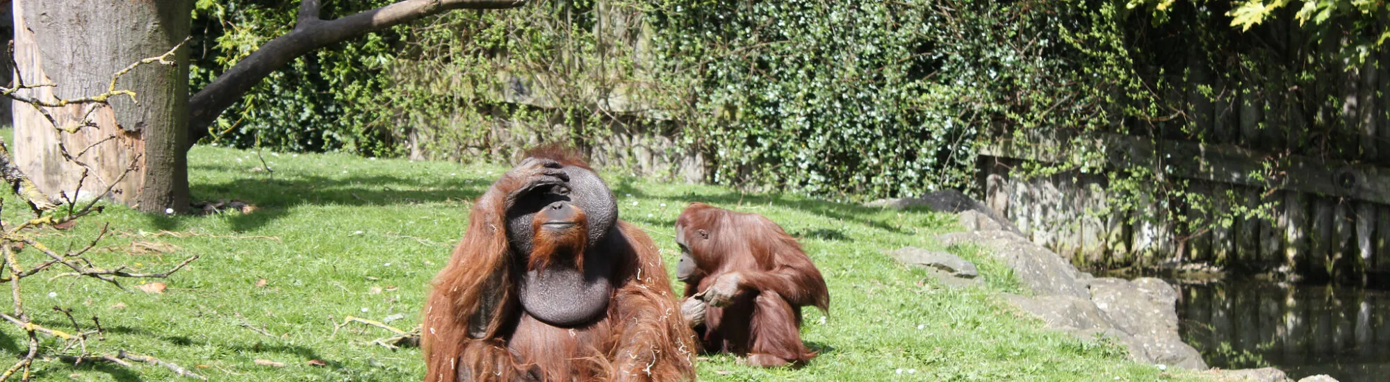 El Zoológico de Dublín