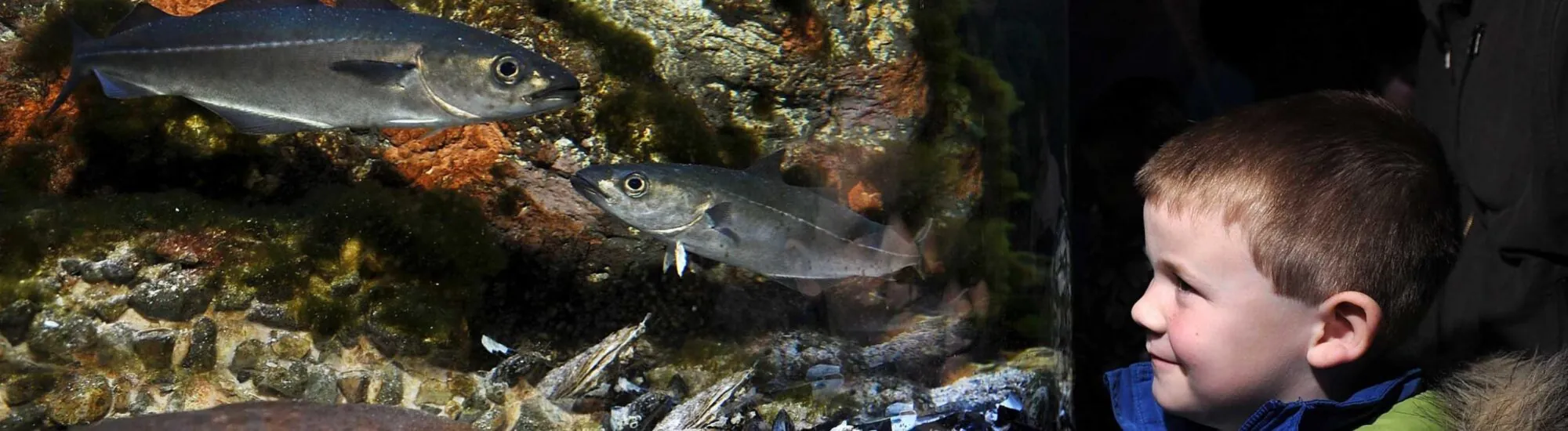 Acuario Riverwatch