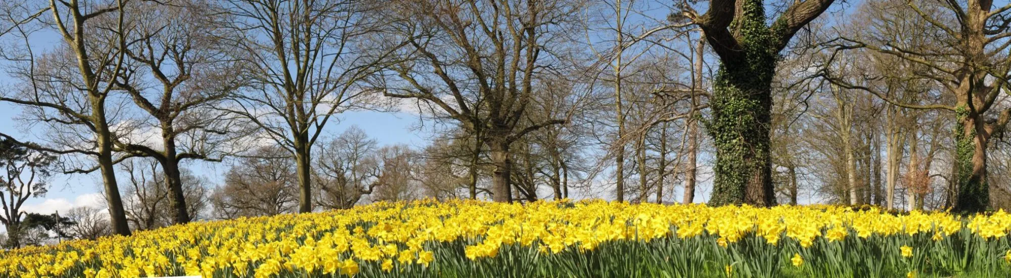 El Barnett Demesne