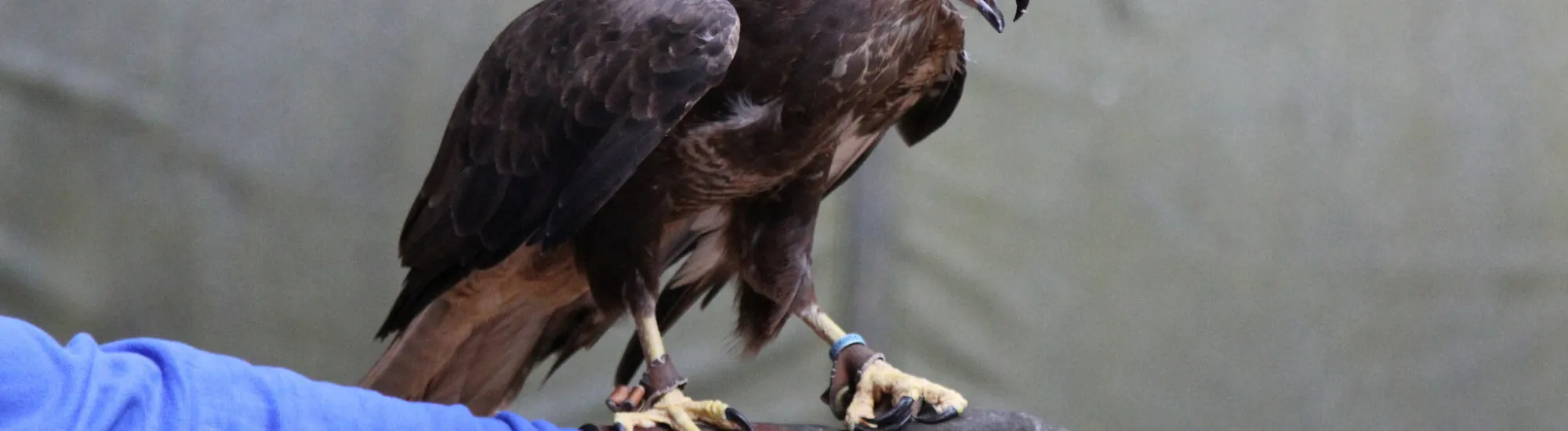 El Centro de Aves Rapaces de Burren