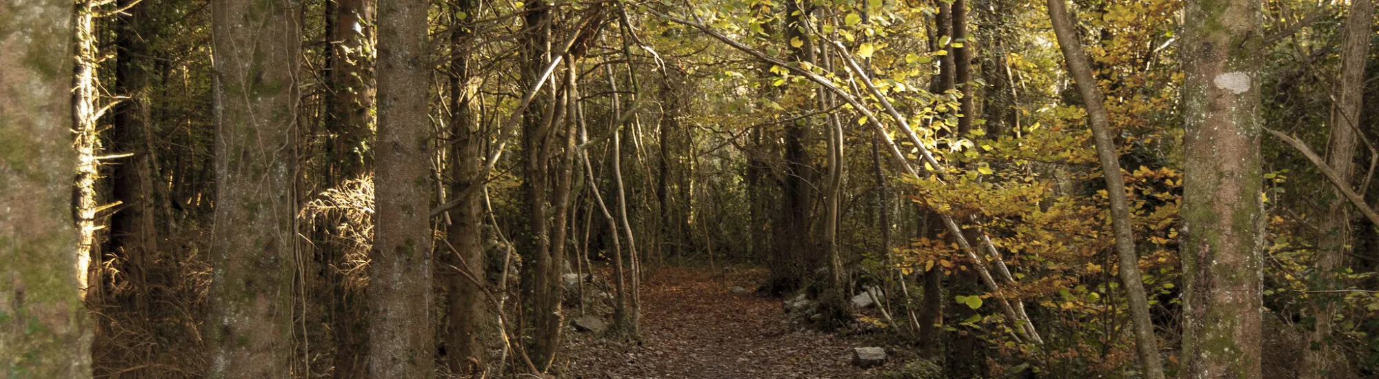 El Parque Merlin Woods