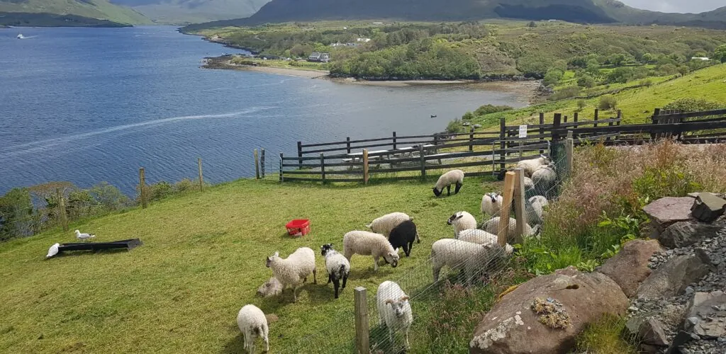 killary sheep farm 1