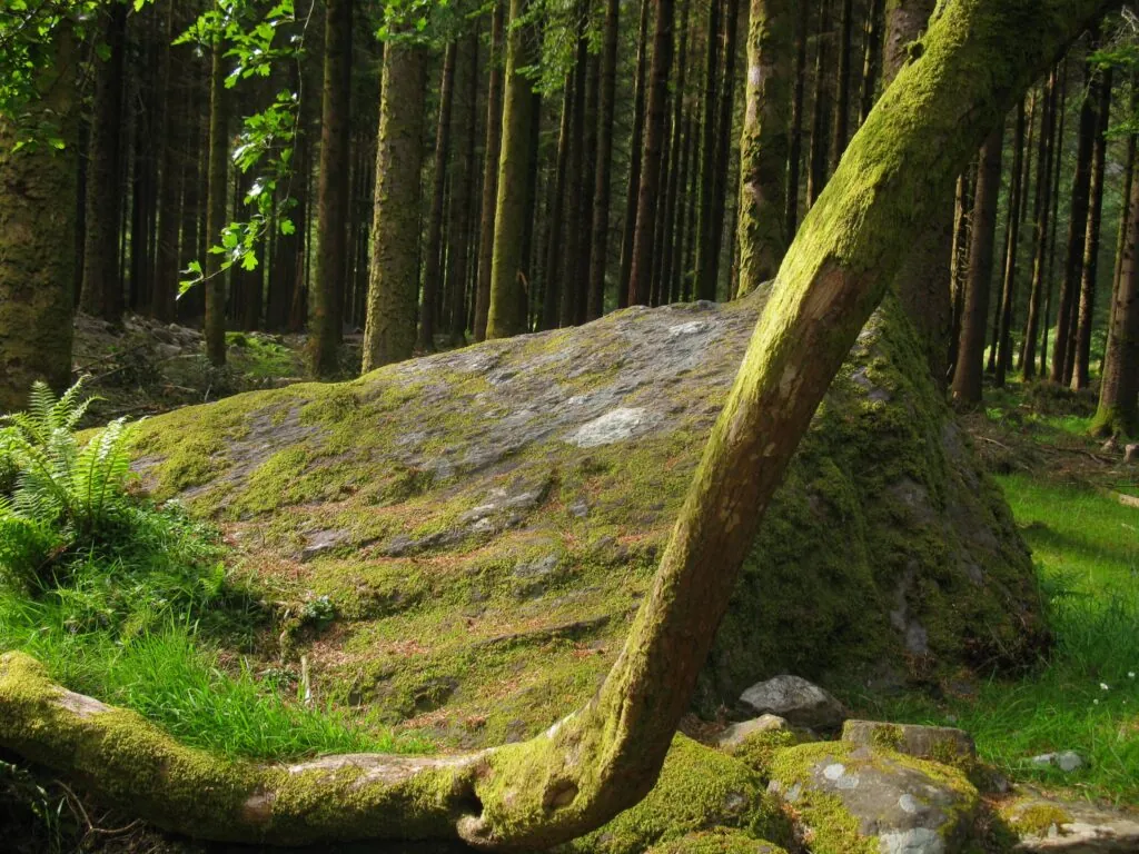 gougane barra forest park 1 e1474621938292